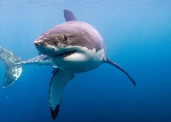 Un perro le salva la vida a su dueño tras un ataque de tiburón