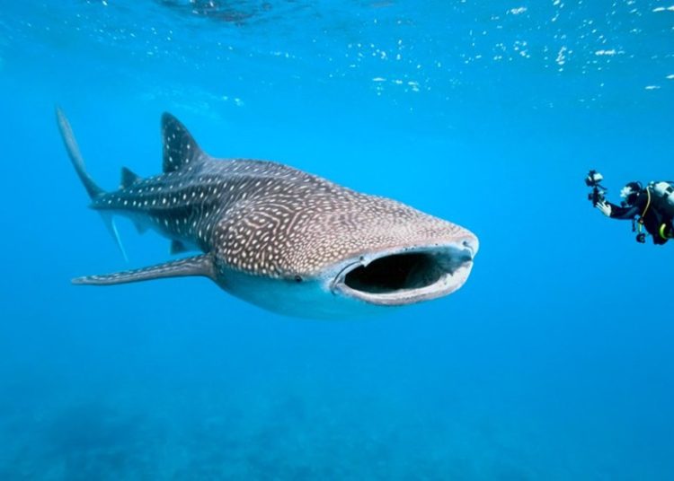 En Filipinas identifica 104 nuevos ejemplares de tiburón ballena