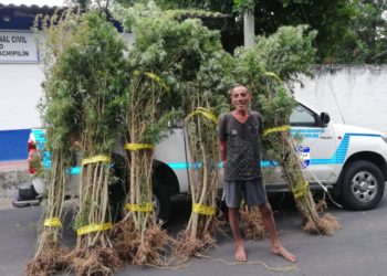 Capturan a hombre de 64 años con decenas de plantas de marihuana