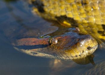 (VIDEO) Dos buceadores filman una gran anaconda en el fondo de un río brasileño