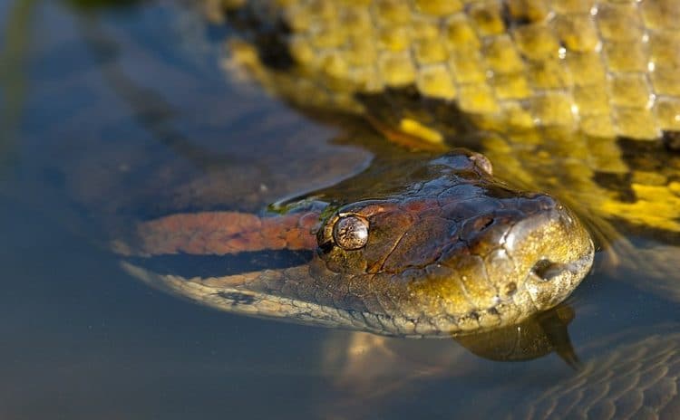 (VIDEO) Dos buceadores filman una gran anaconda en el fondo de un río brasileño