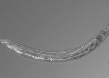 Descubren un inusual gusano de tres sexos en un lago tóxico de California