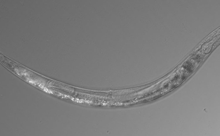 Descubren un inusual gusano de tres sexos en un lago tóxico de California