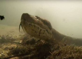 (VIDEO) Dos buzos se encontraron cara a cara con una anaconda de 7 metros