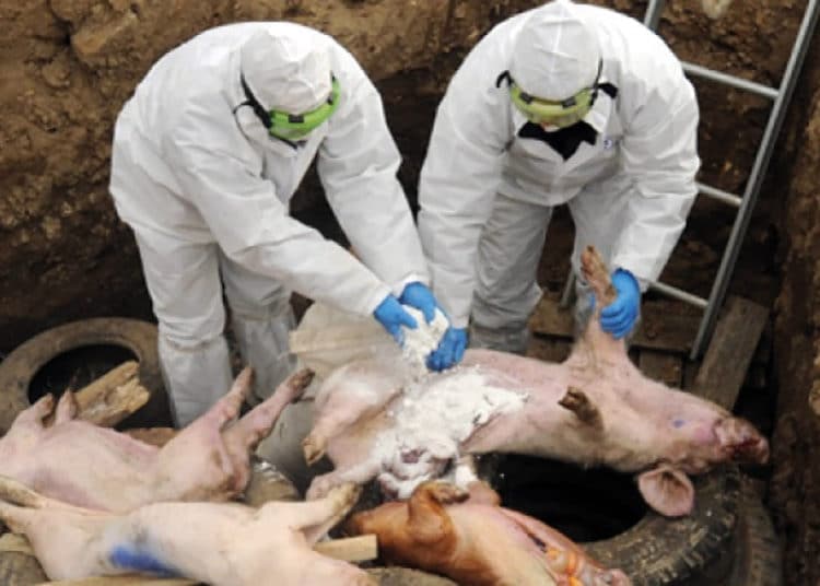 Corea del Sur confirma casos de peste porcina africana, y deberá sacrificar a animales