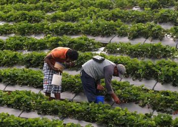 Obreros salvadoreños en Washington enfrentan la deportación