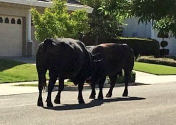 (VIDEO) Bueyes luchan en medio de la carretera y bloquean tráfico
