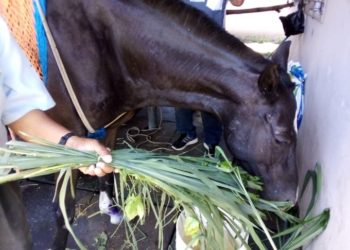 Ministro de Agricultura propone multa de $1,200 a personas que maltraten animales