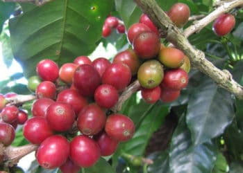 Cafetaleros piden a Bukele préstamo por $260 millones para salvar este sector