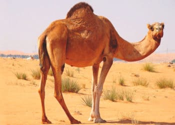 Mujer muerde los testículos de un camello para poder salvarse