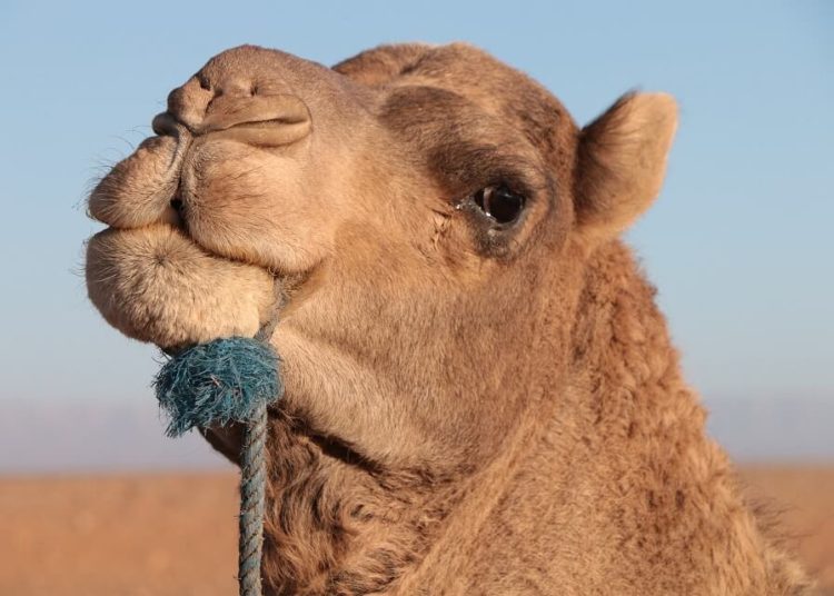 (VIDEO) Mujer usa camello para evitar el tráfico en Rusia