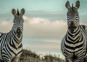 (VIDEO) Cebra con manchas y no rayas sorprende a todos en reserva natural de Kenia