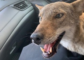 Un mujer pensó que había rescatado a un perro, pero en realidad era un coyote
