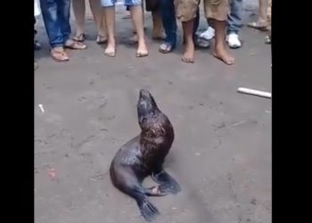 Bañistas encuentran una foca herida en playa Garita Palmera