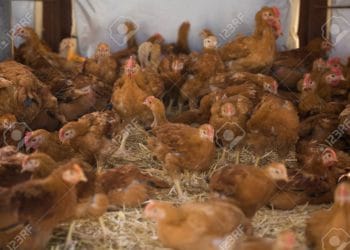 Joven granjero responde al video de Almas Veganas: «Los gallos no violan a las gallinas»