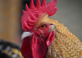 Gallo mata a una anciana a picotazos en Australia