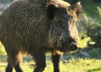 Cazador mata a su padre por accidente al confundirlo con un jabalí en Italia