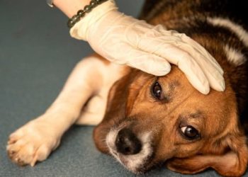 Misteriosa enfermedad está matando a los perros en Noruega