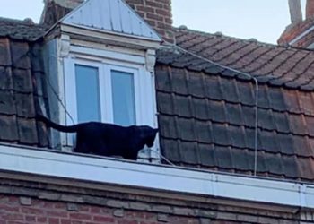 (VIDEO) Capturaron en Francia a una pantera negra que se paseaba por los tejados de las casas