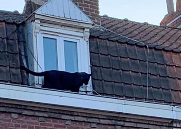 (VIDEO) Capturaron en Francia a una pantera negra que se paseaba por los tejados de las casas