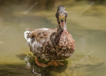 (VIDEO) El graznido de un pato parece risa diabólica