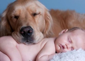 (VIDEO) Bebé consigue calmar su llanto gracias a su perro