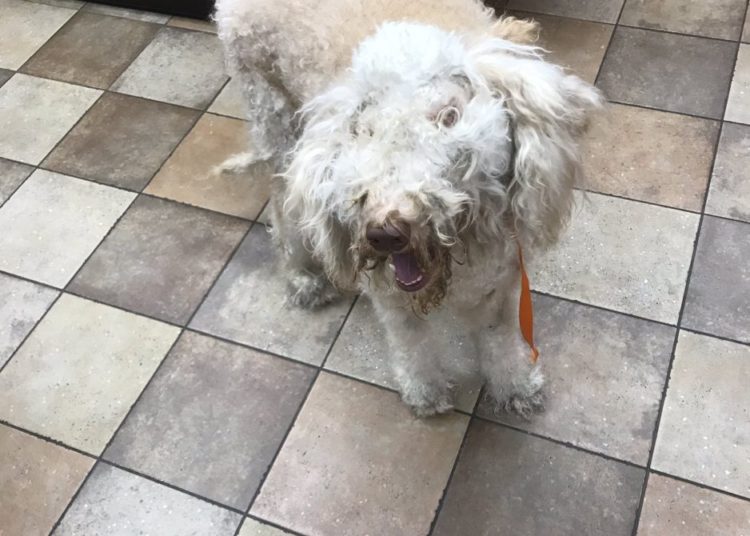 Intentaron crear el perro guía ideal y obtuvieron un ‘frankenstein’