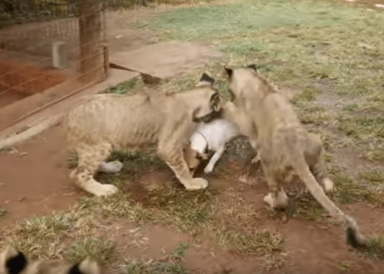 (VIDEO) El perro más valiente del mundo que vive entre leones