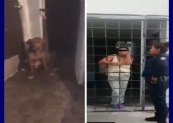 Mujer que vendía carne de perro en México seguirá proceso en libertad