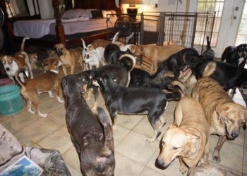 Mujer salva la vida a 97 perros del peligro del huracán ‘Dorian’