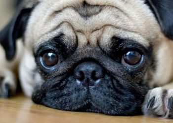 (VIDEO) Perro juega piedra, papel o tijera a cambio le regresen a sus crías