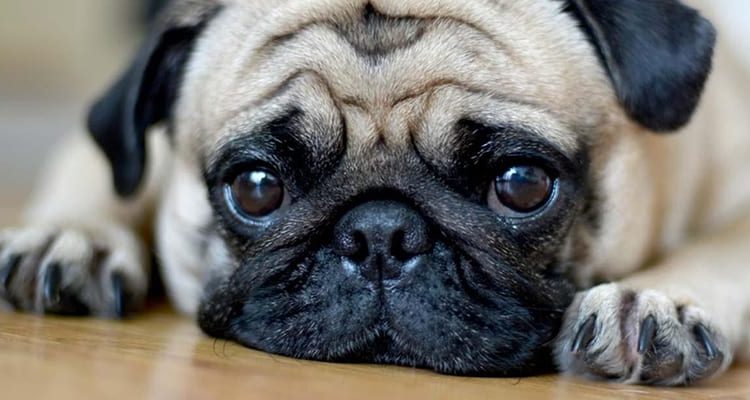 (VIDEO) Perro juega piedra, papel o tijera a cambio le regresen a sus crías