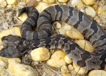 Descubren serpiente con dos cabezas en Nueva Jersey