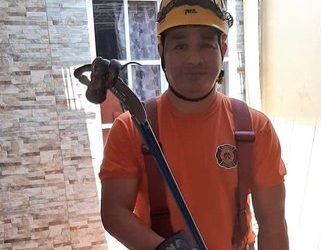 Bomberos desalojan masacuata de jaula de pericos australianos