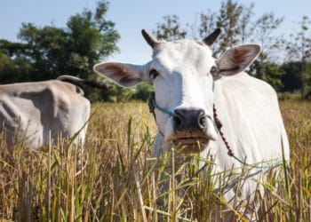 Un hombre siguiendo el consejo de unos amigos tiene sexo con una vaca