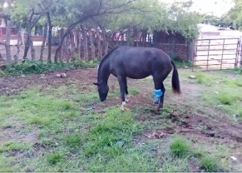 MAG adopta una yegua atropellada y promete adaptarle una prótesis en su pata