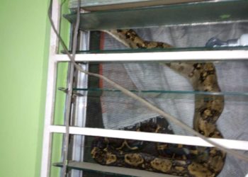 Bomberos localizan y rescatan a varias serpientes en diferentes puntos del país