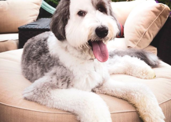 (VIDEO) Un perro muy travieso ‘aplasta’ a un niño