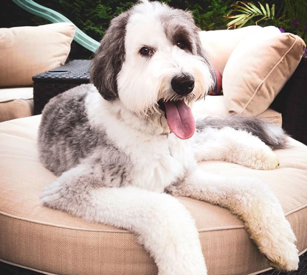 (VIDEO) Un perro muy travieso ‘aplasta’ a un niño