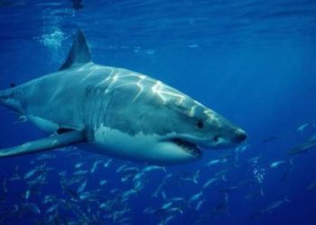 (VIDEO): Captan a un tiburón blanco nadando de espaldas y mostrando todos sus dientes