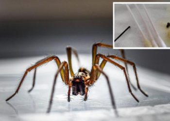 Despertó con dolor y vértigo: tenía una araña dentro de su oído