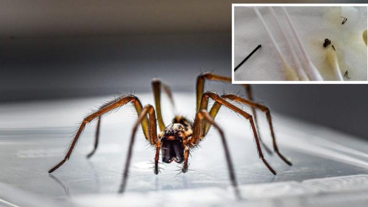 Despertó con dolor y vértigo: tenía una araña dentro de su oído