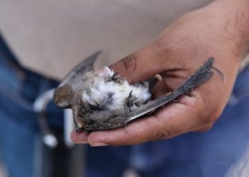 Medio Ambiente no descarta sancionar a La Gran Vía por muerte de golondrinas