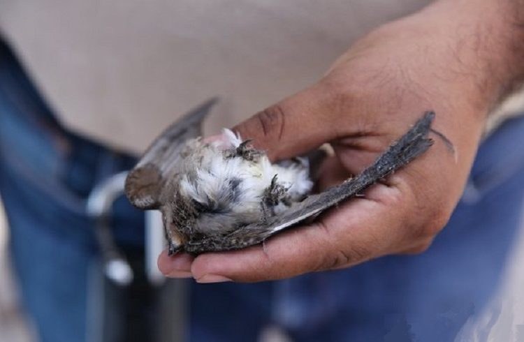 Medio Ambiente no descarta sancionar a La Gran Vía por muerte de golondrinas