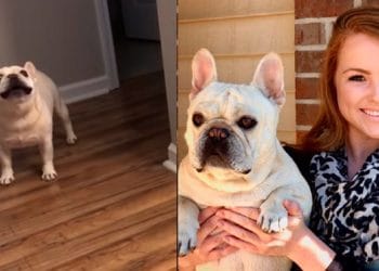 (VIDEO) Vea la reacción de un bulldog cuando su dueña le avisa que está a dieta