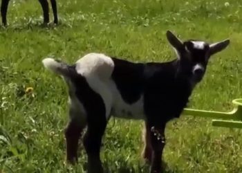 (VIDEO) Bebé mantiene discusión con pequeña cabra