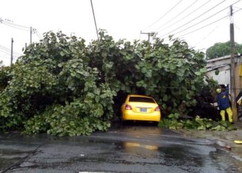 Lluvia hace ceder árbol y cae sobre taxi en zona de La Garita, San Salvador