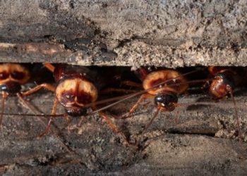 (VIDEO) Un hombre por intentar matar a unas cucarachas causa una explosión