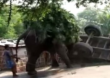 (VIDEO) Un elefante arremete contra un tractor que se estrelló contra él en la India