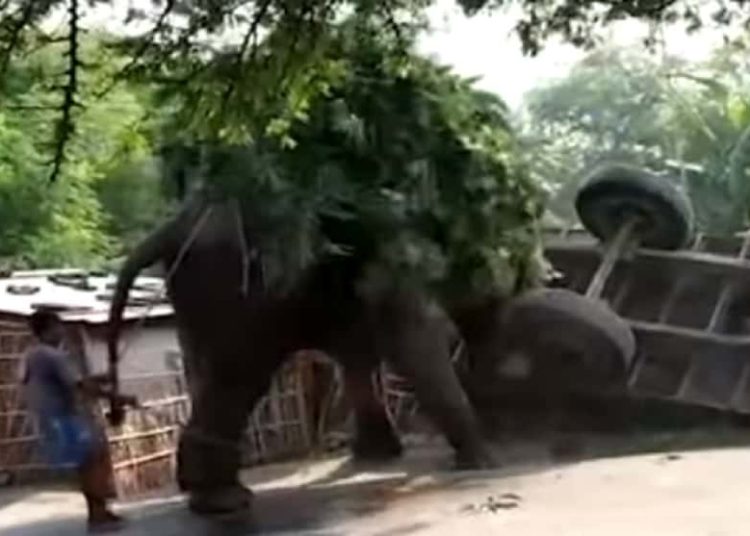 (VIDEO) Un elefante arremete contra un tractor que se estrelló contra él en la India